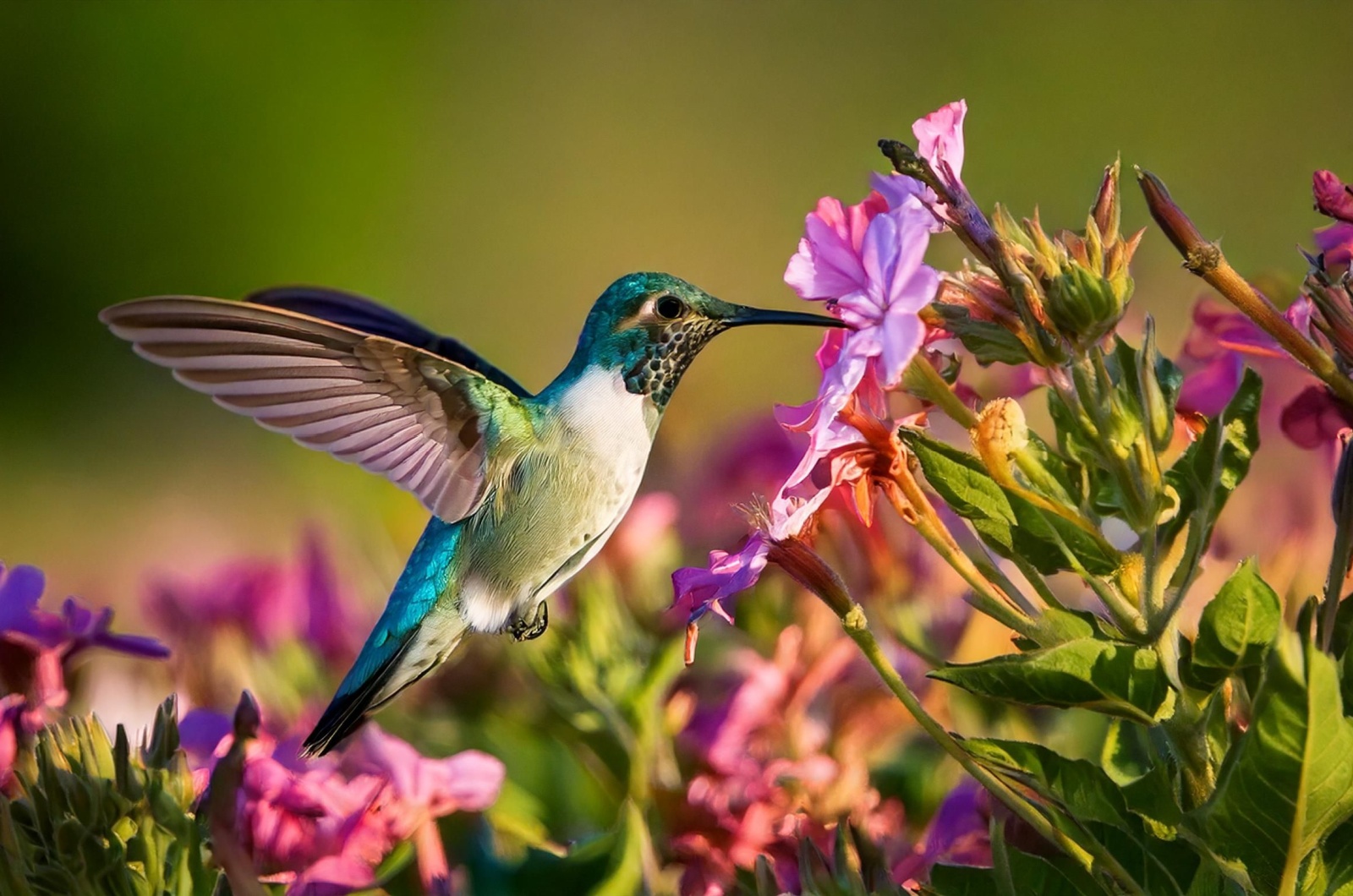 Hummingbird