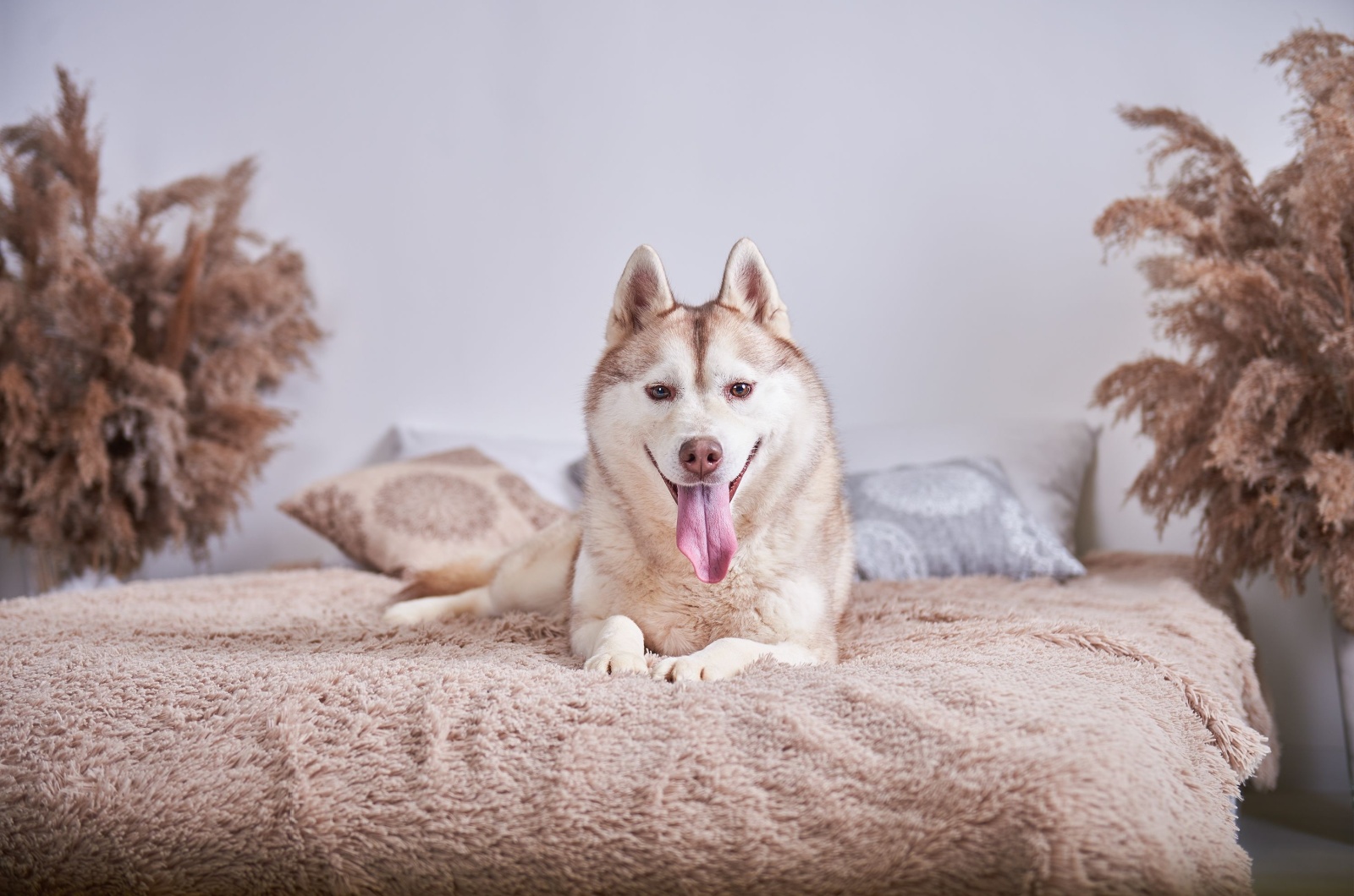 Husky in bed