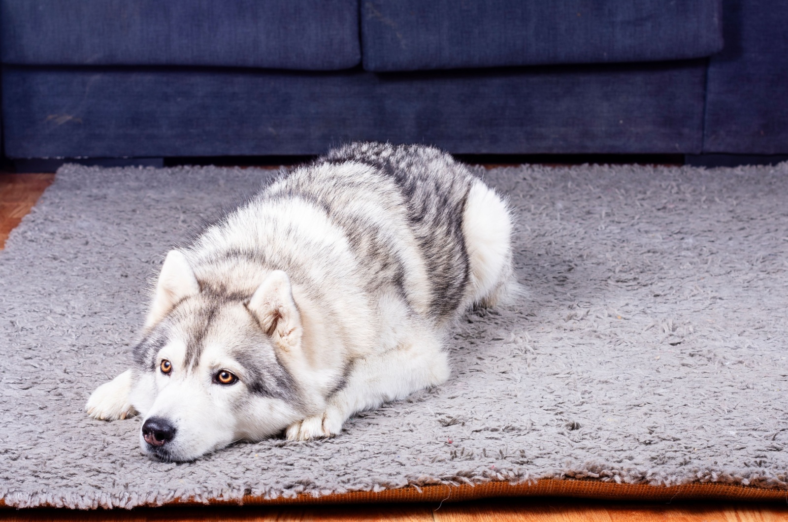 Husky on a rug