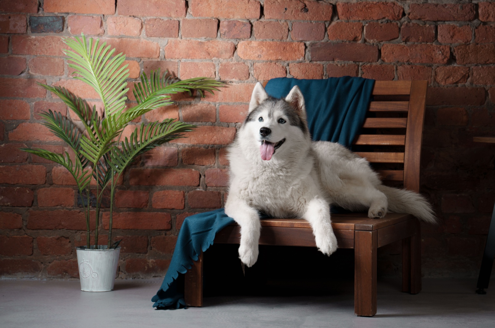 Husky sitting on a chair