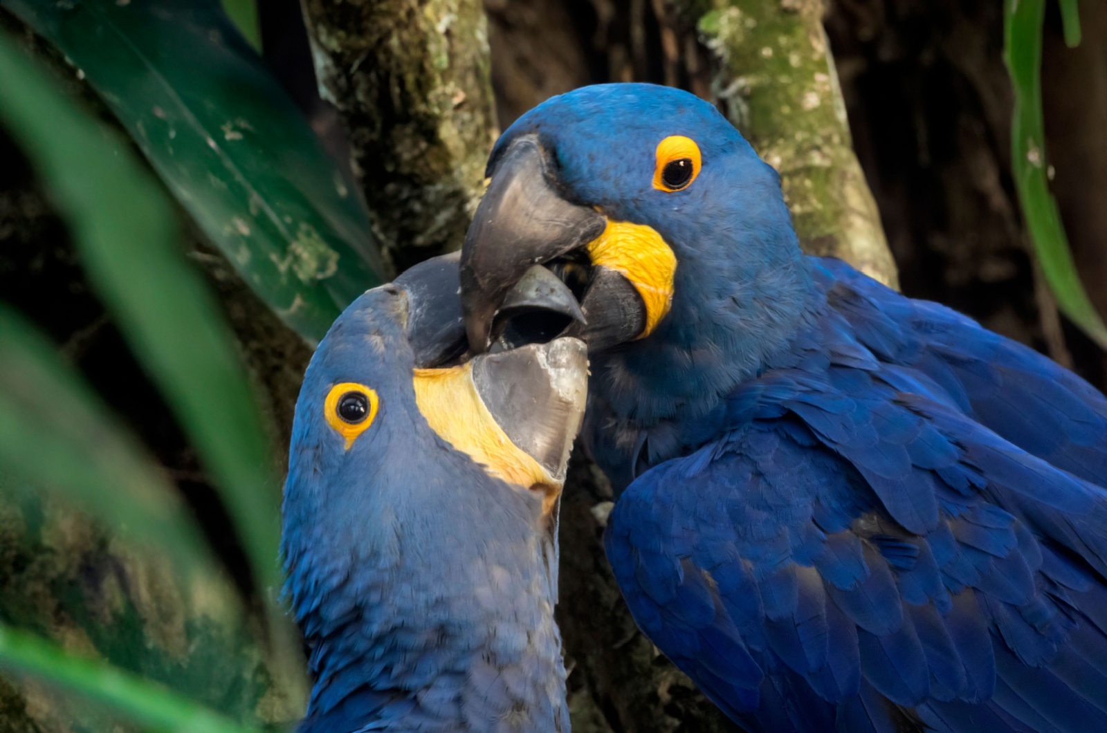 Hyacinth Macaw