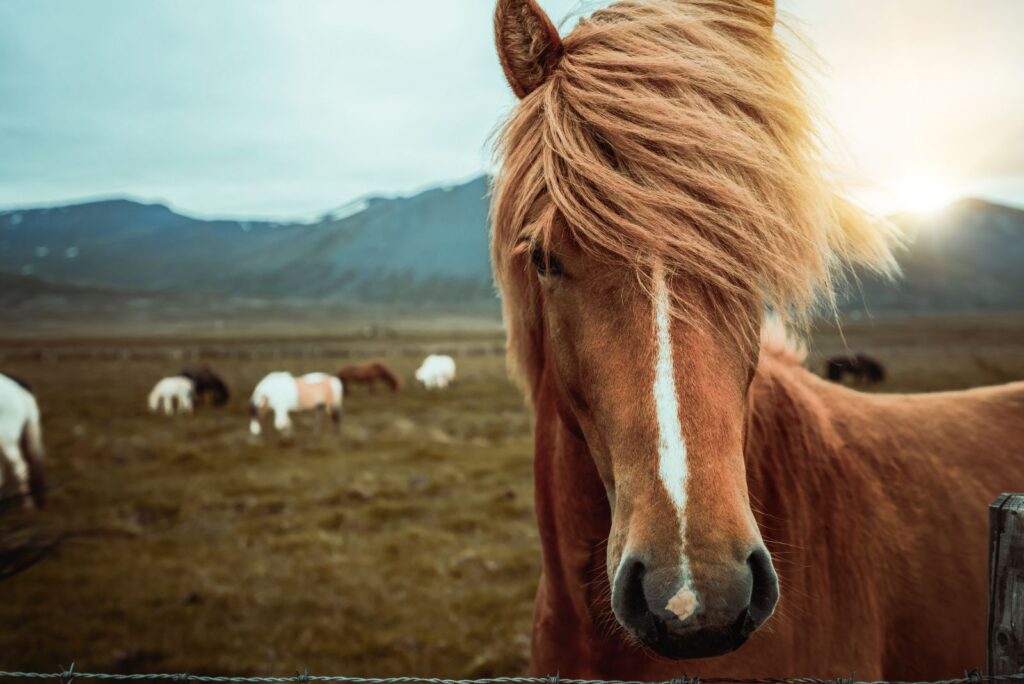 Icelandic Horse