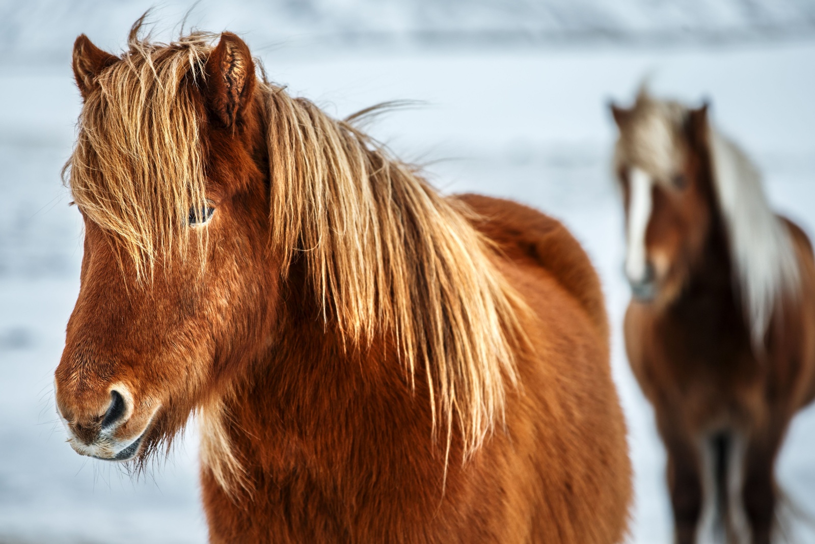 Icelandic Horse