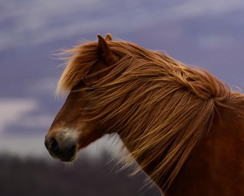 Icelandic Horse