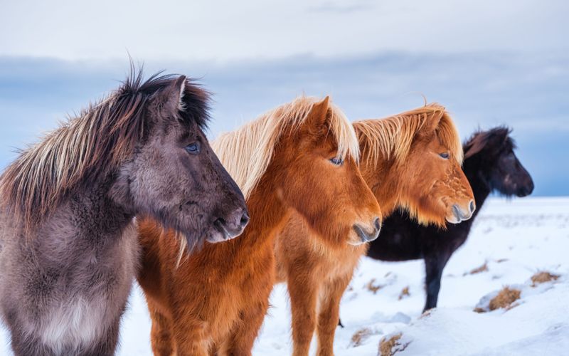 Icelandic Horse