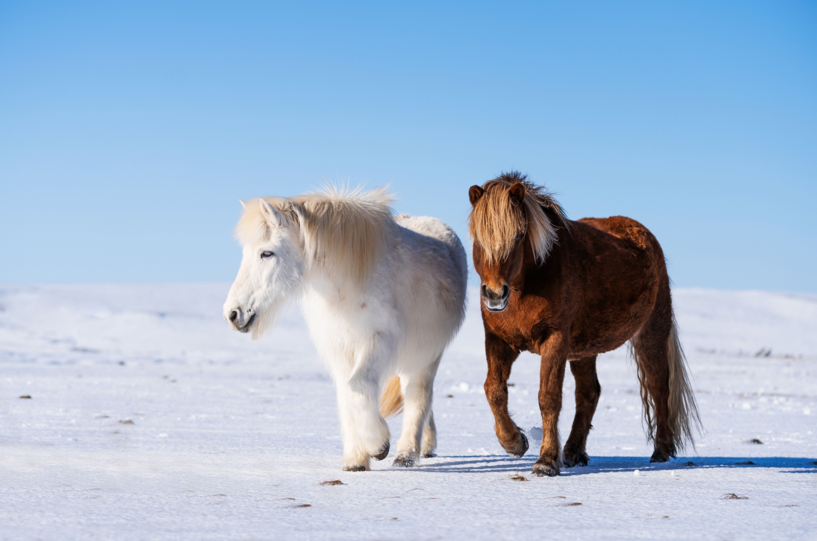 Icelandic Horse