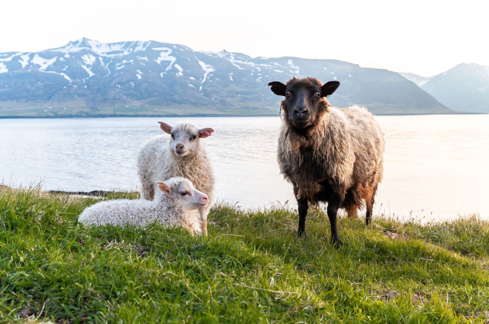 Icelandic Sheep