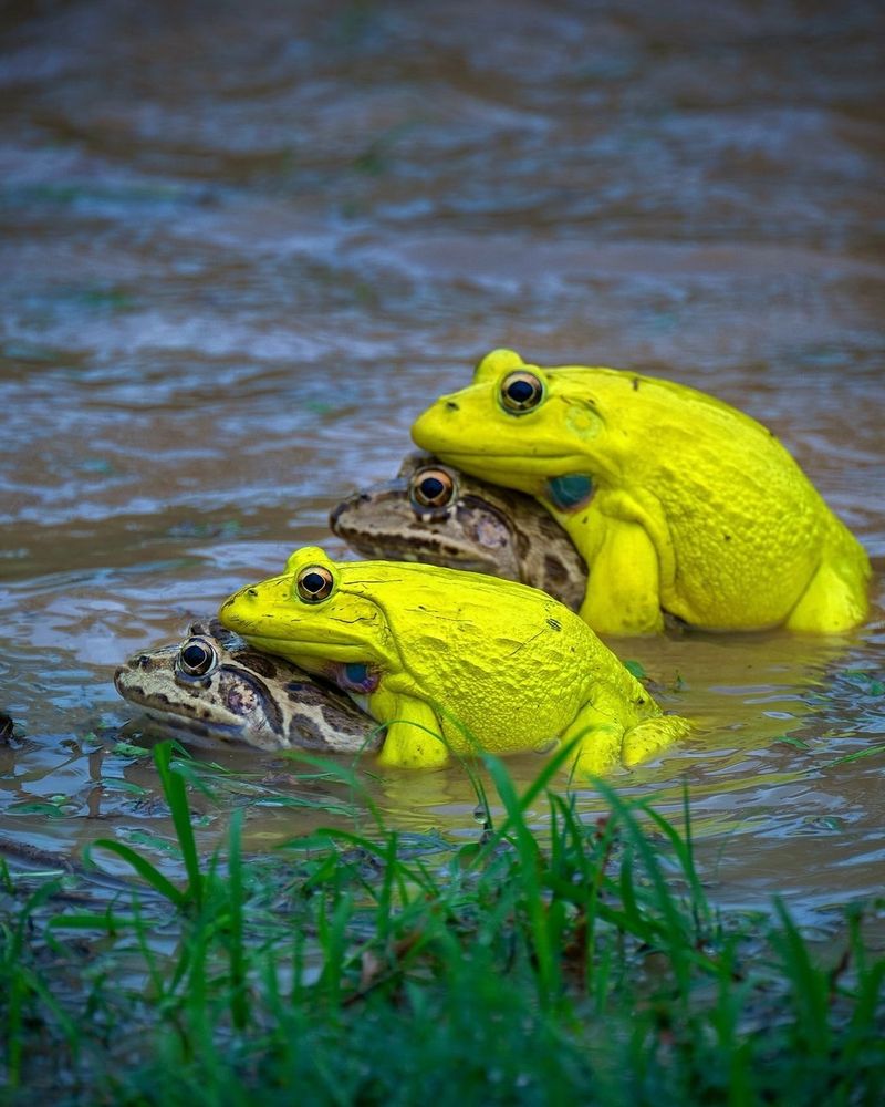 Indian Bullfrog