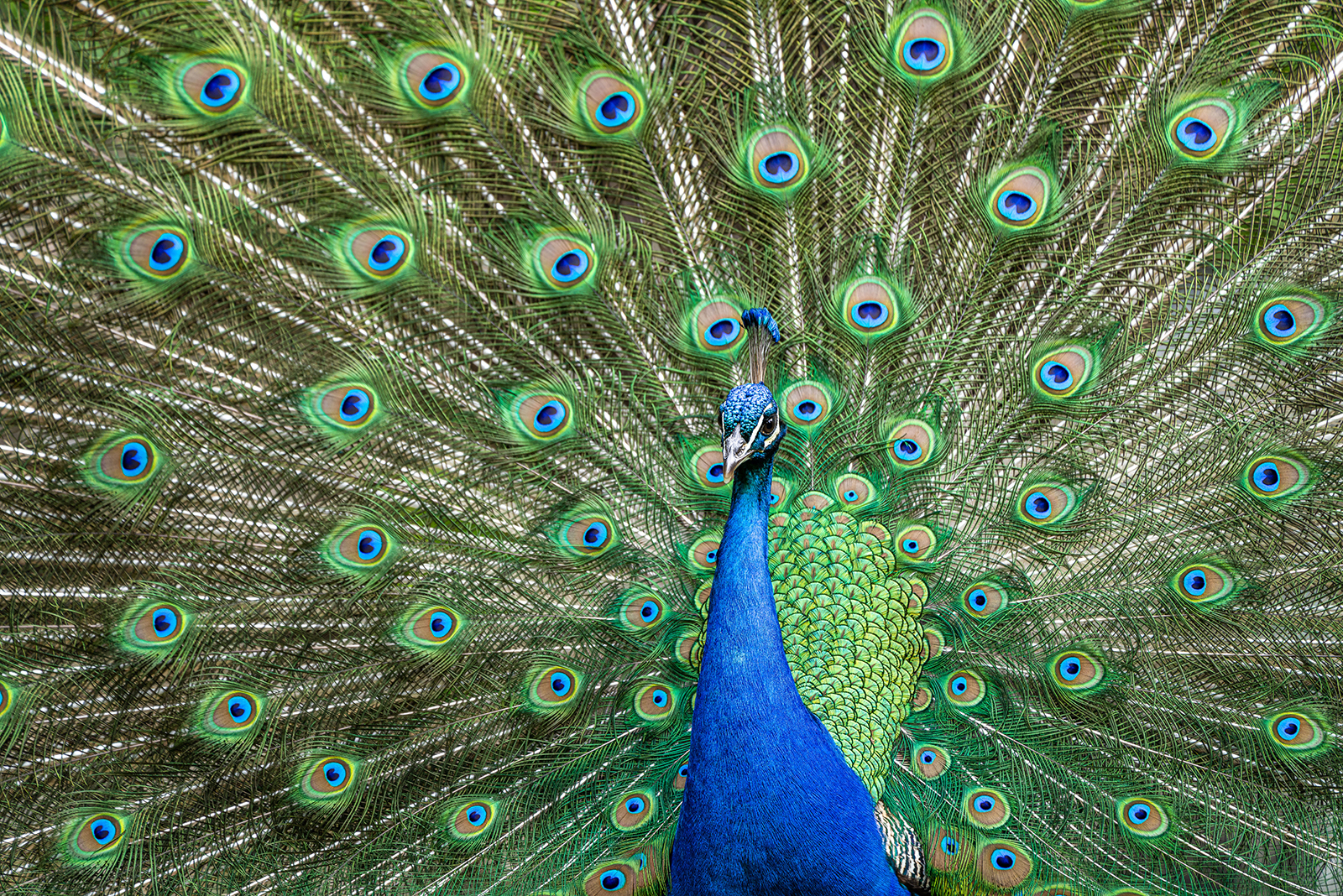 Indian Peafowl