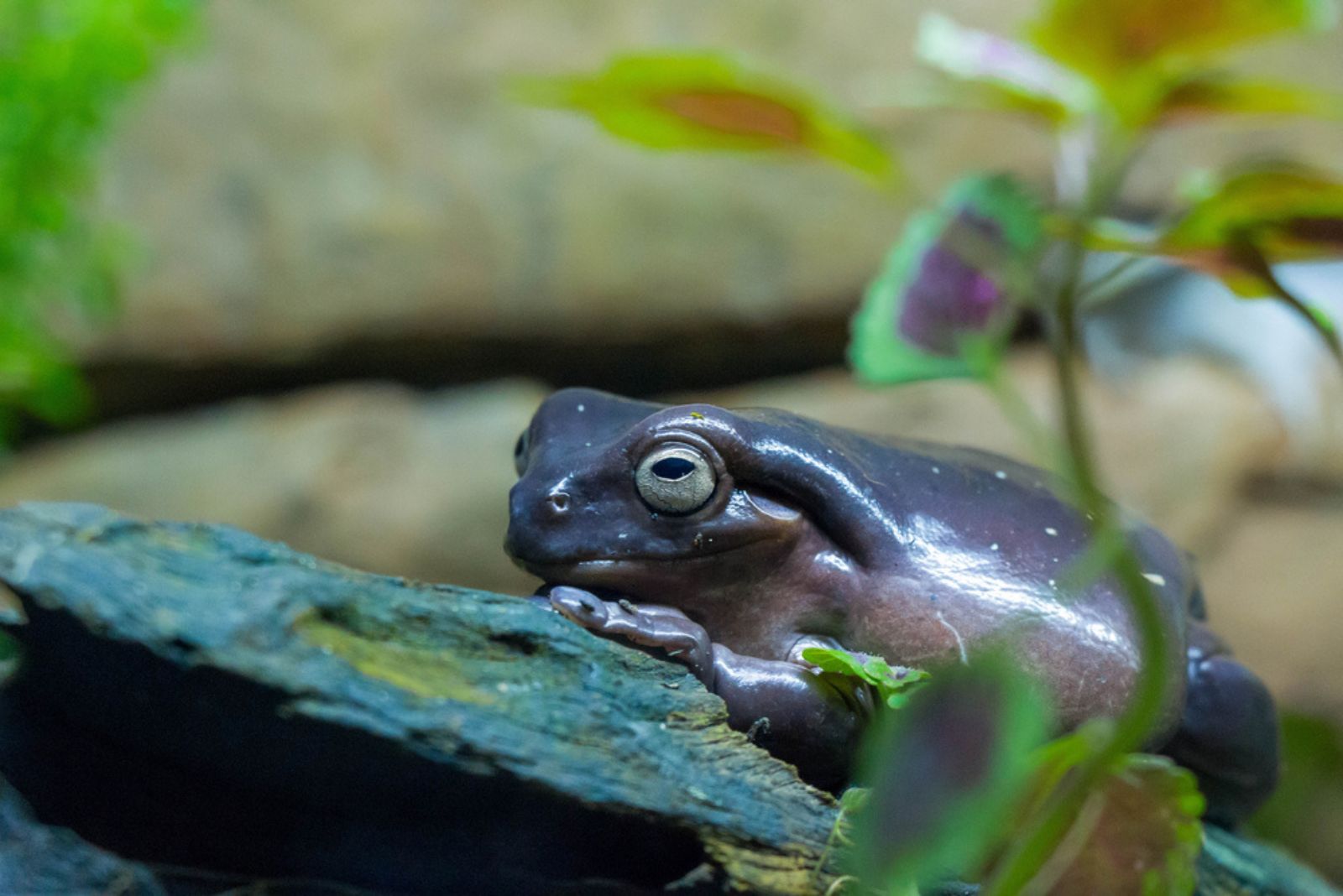 Indian Purple Frog