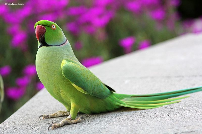 Indian Ringneck Parakeet