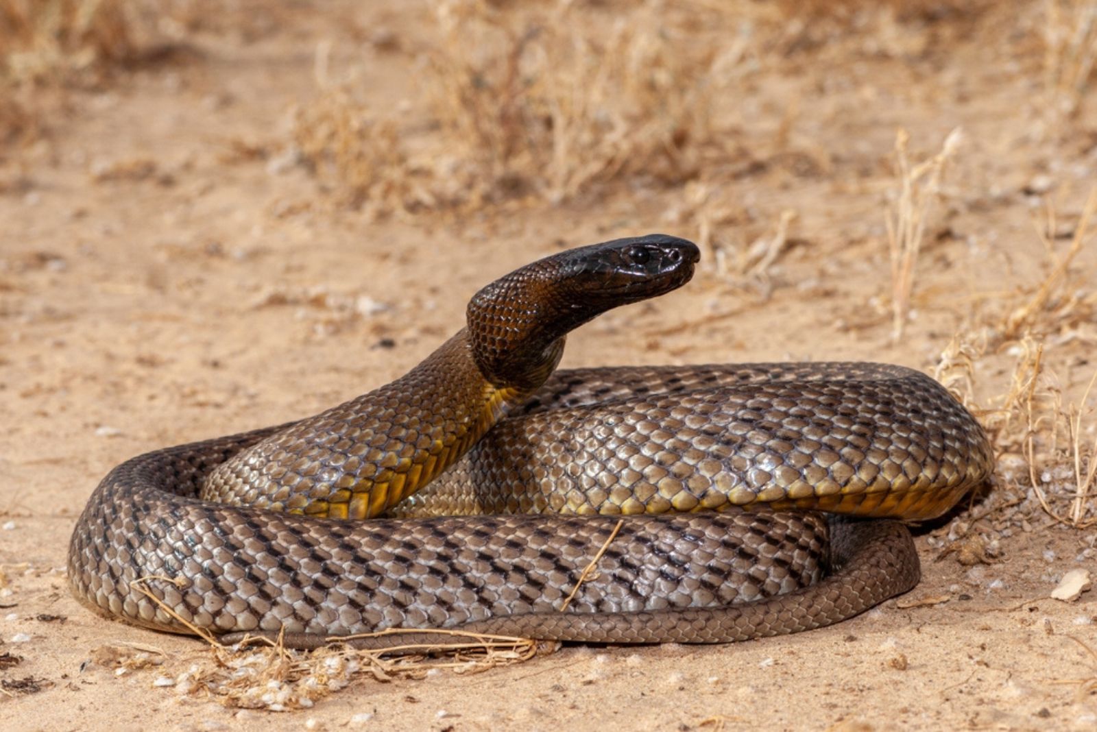 Inland Taipan snake