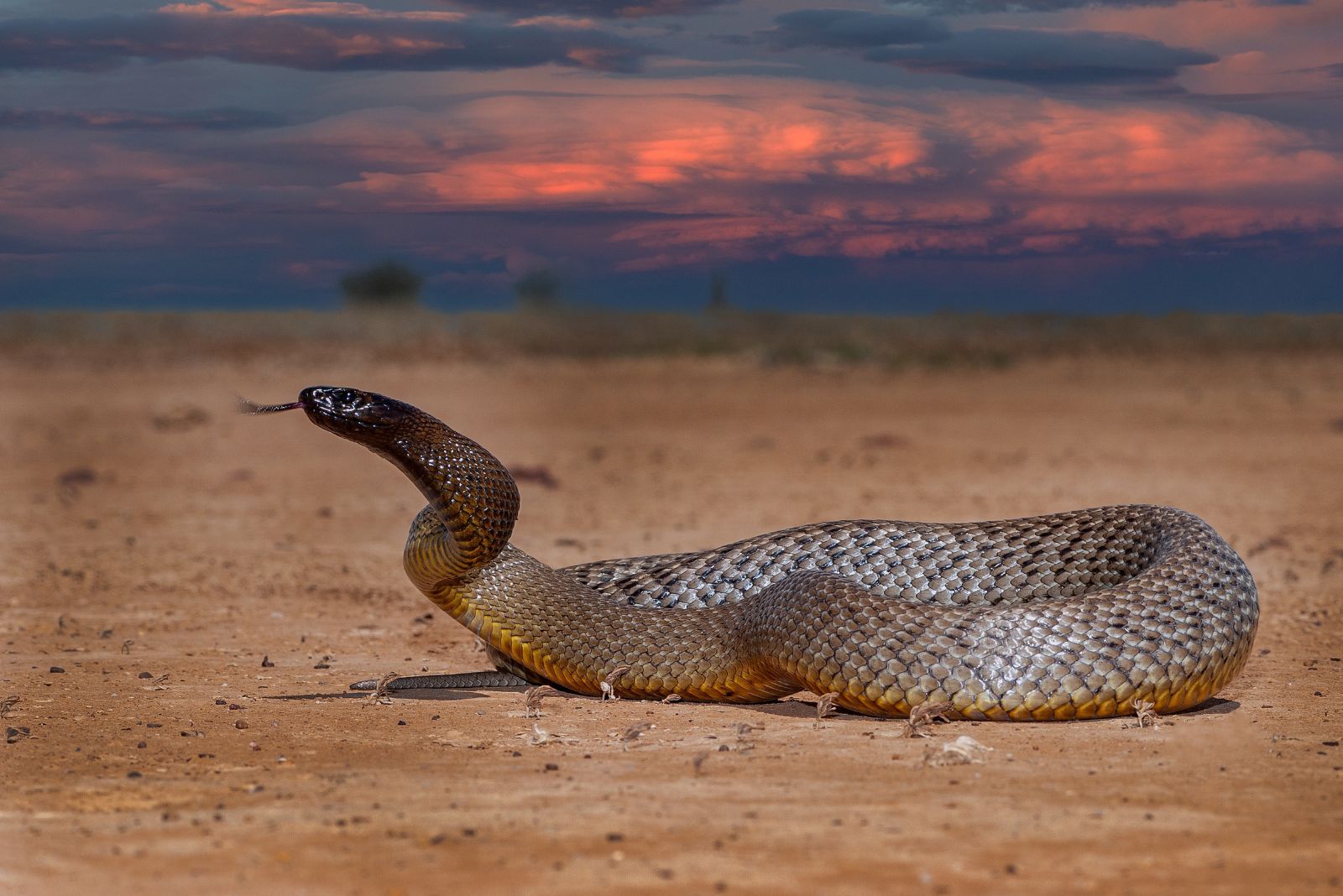 Inland Taipan