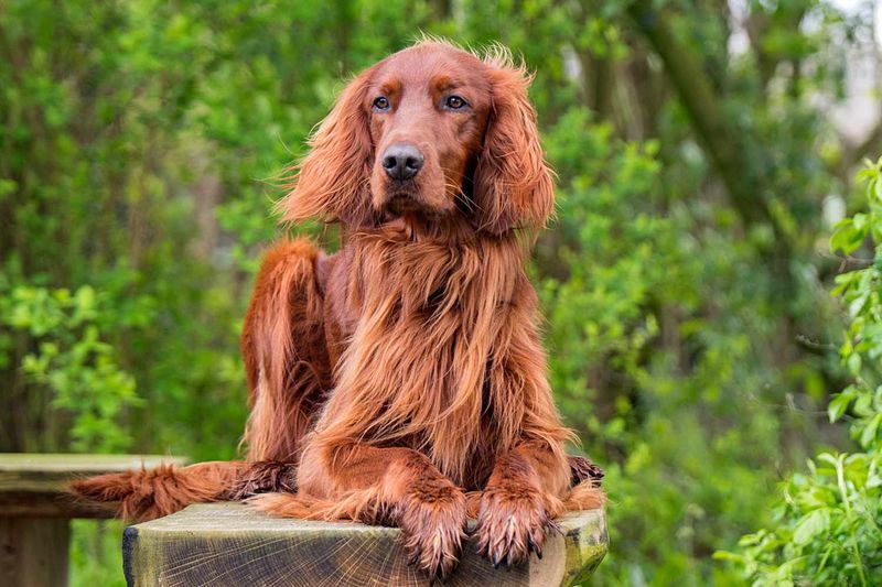 Irish Setter