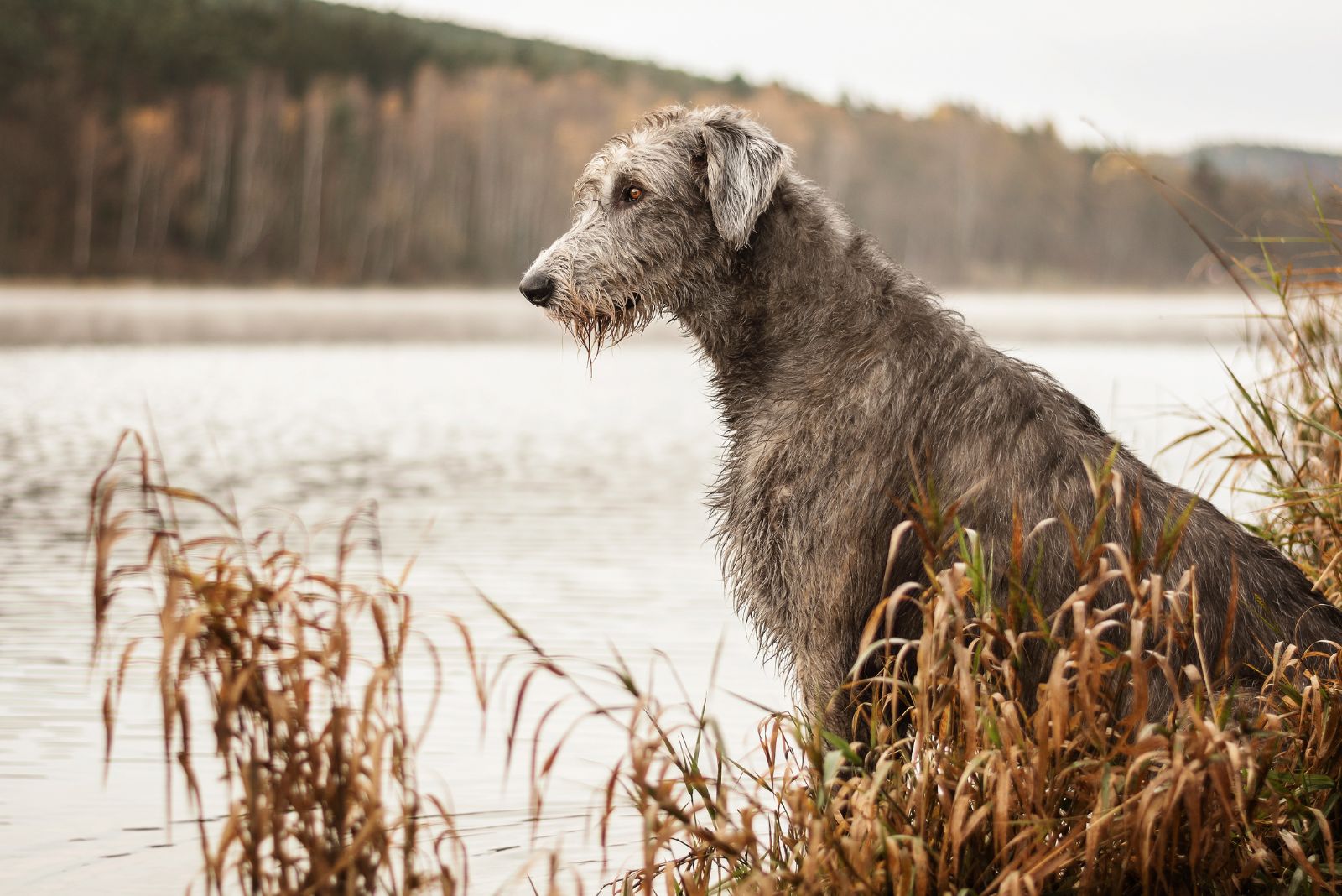 Irish Wolfhound dog