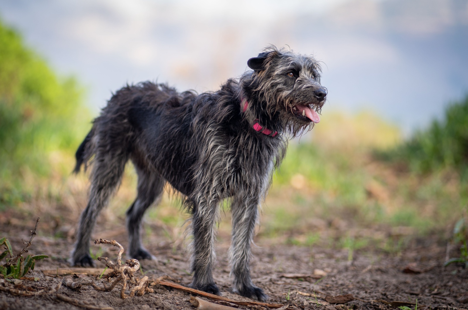 Irish Wolfhound