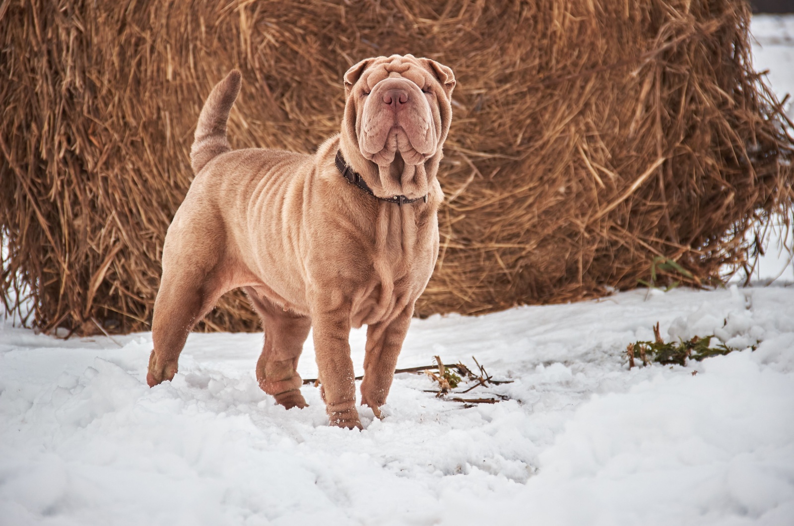 Isabella Dilute Shar-Pei