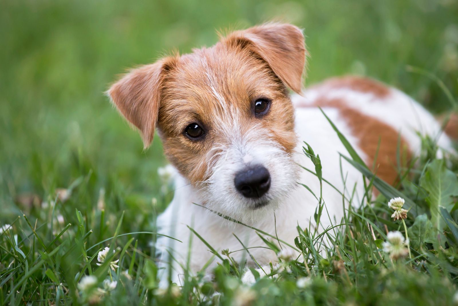 Jack Russell Terrier