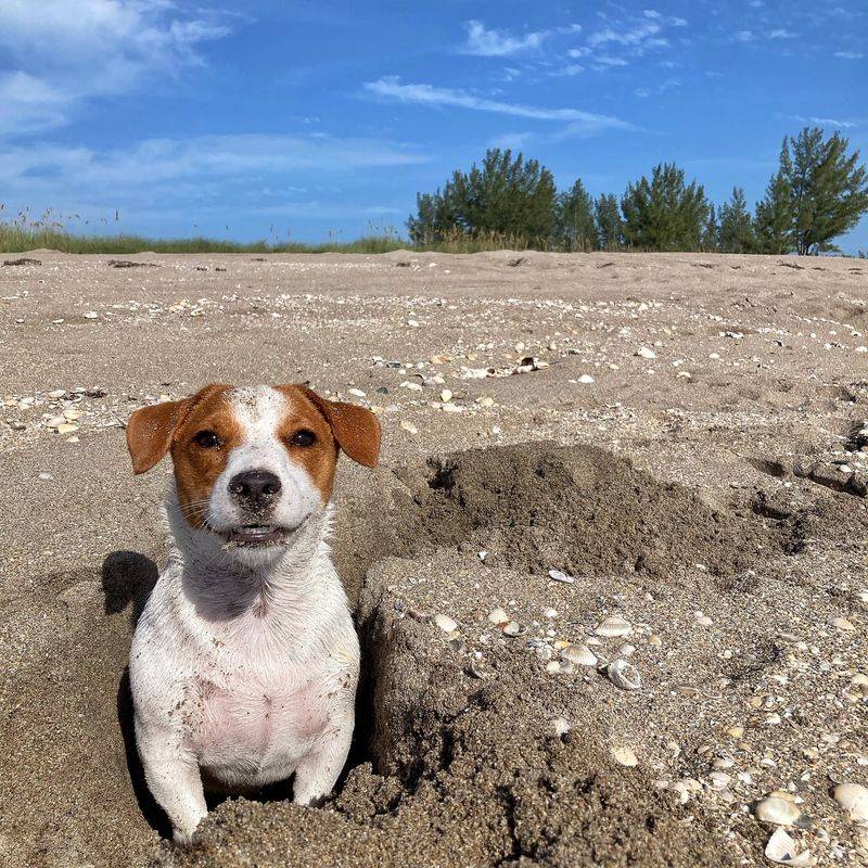 Jack Russell Terrier