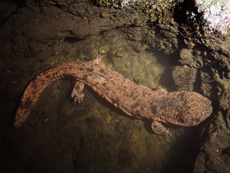 Japanese Giant Salamander