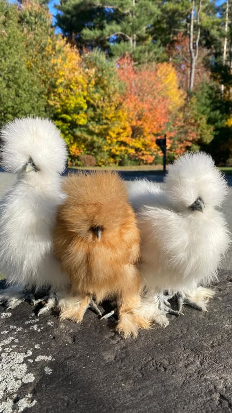 Japanese Silkies (Chickens)