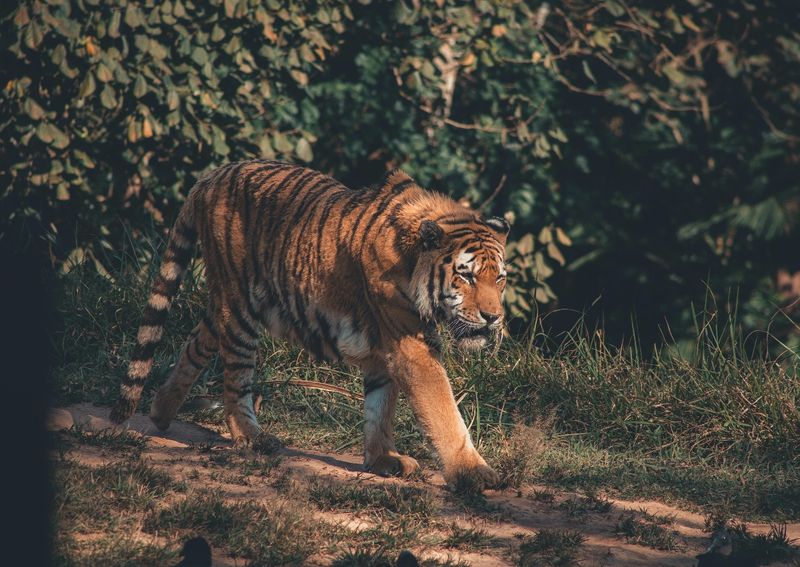 Javan Tiger