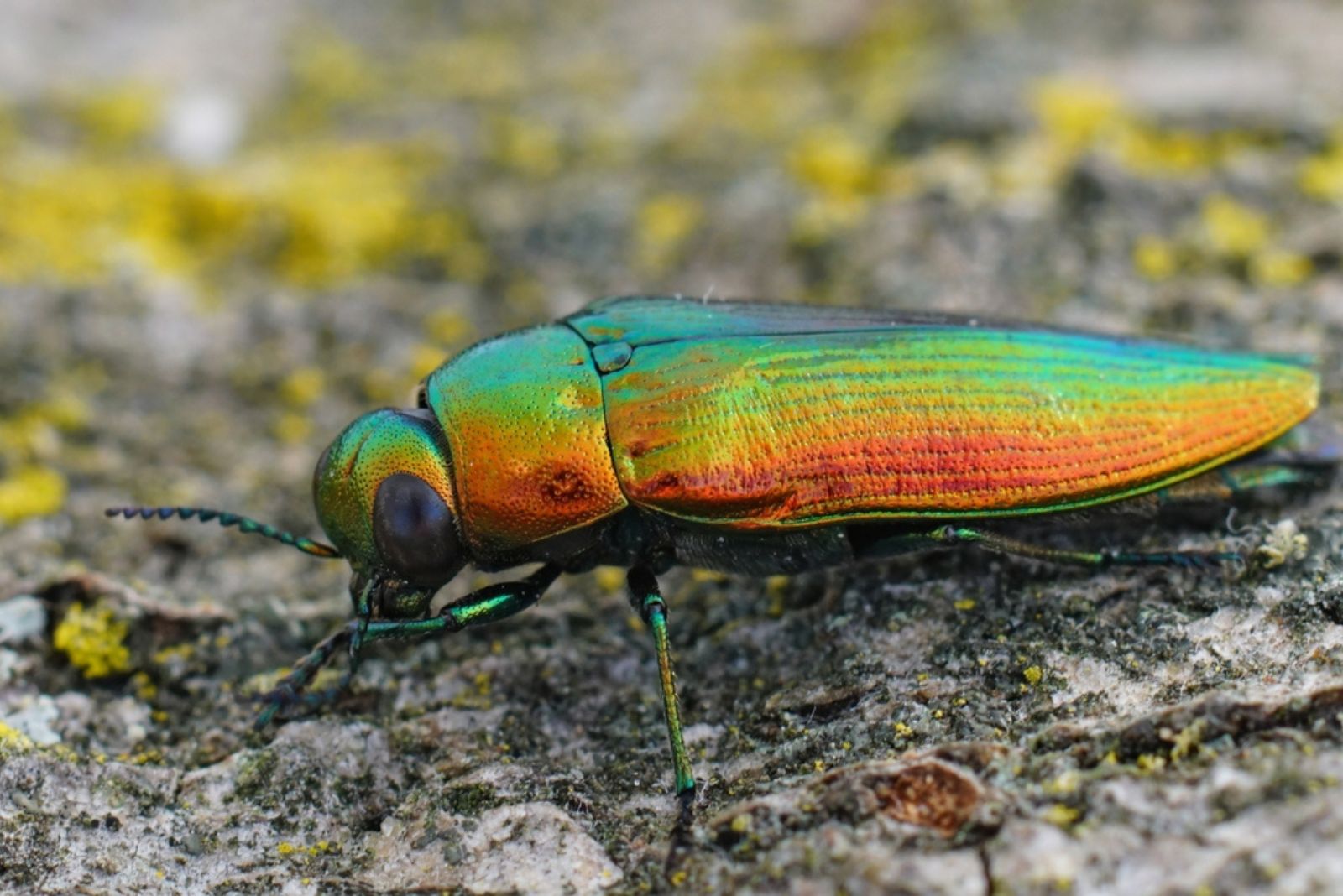 Jewel Beetle