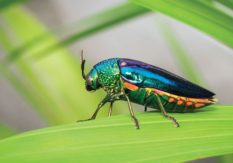 Jewel Beetle