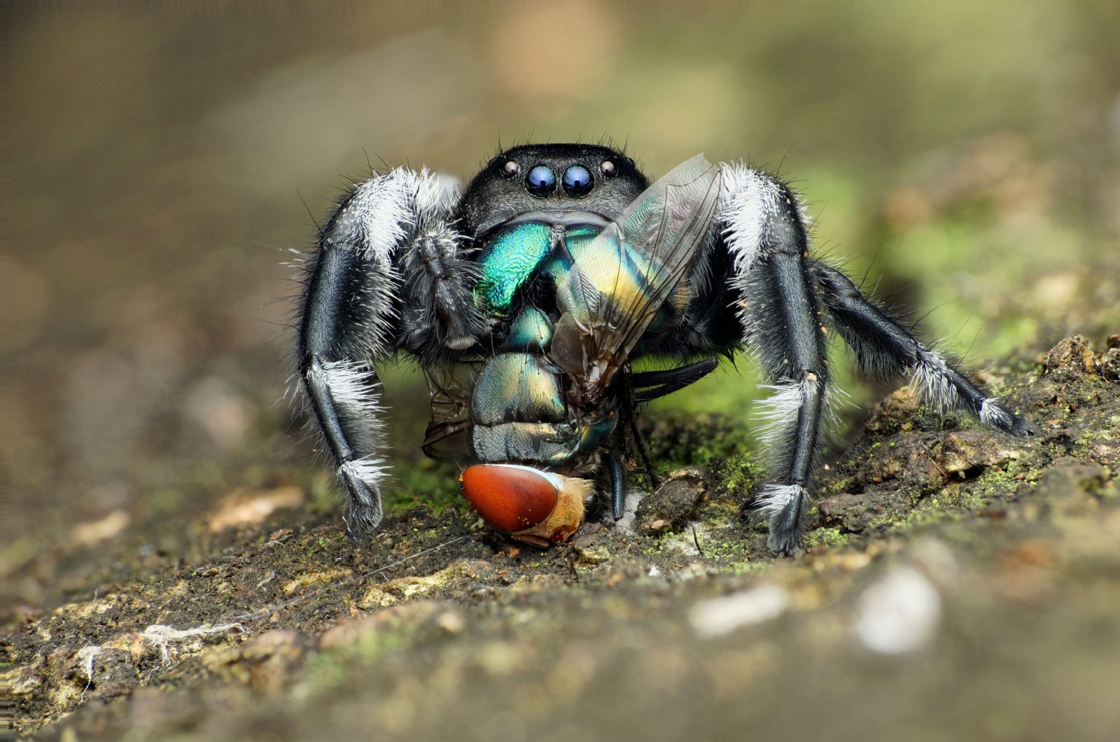 Jumping Spider