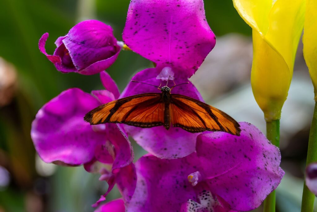 Juno Longwing Butterfly