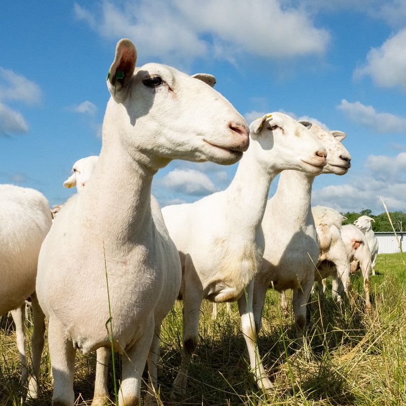 Katahdin Sheep