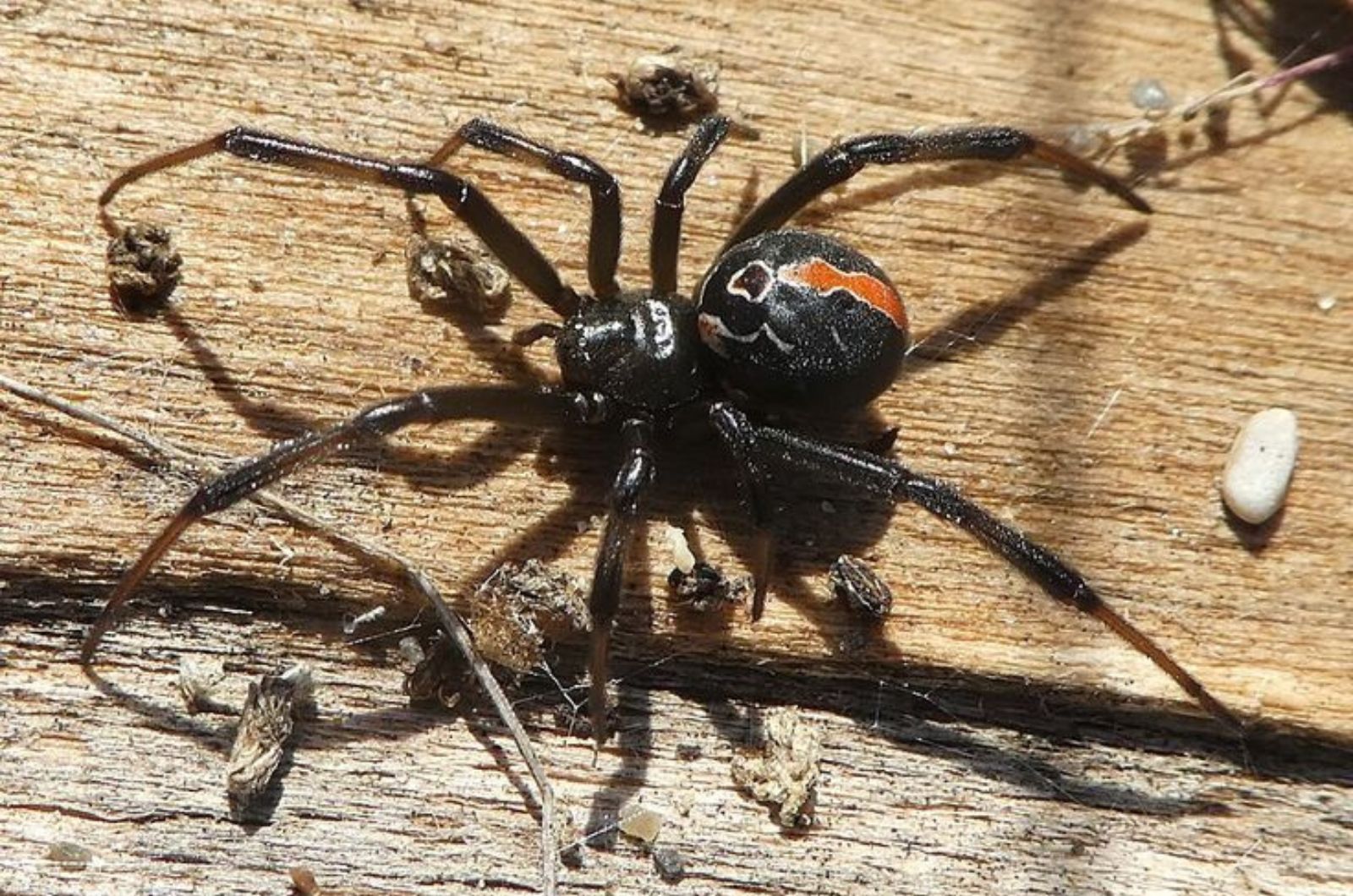 Katipo Spider