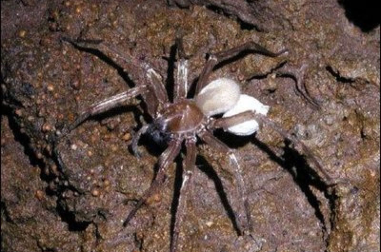 Kauai Cave Wolf Spider