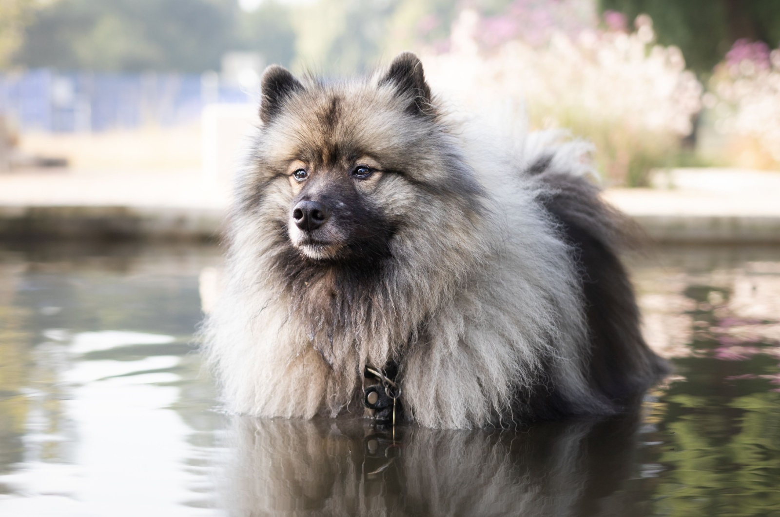 Keeshond