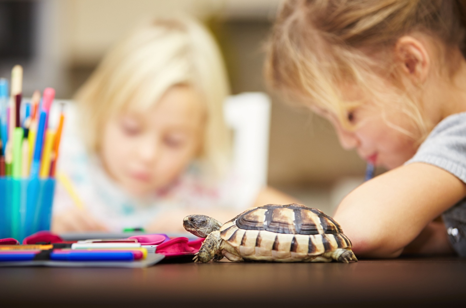 Kids and turtle