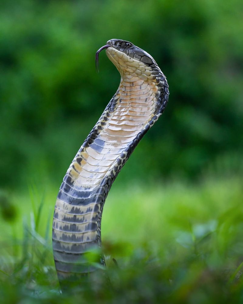 King Cobra