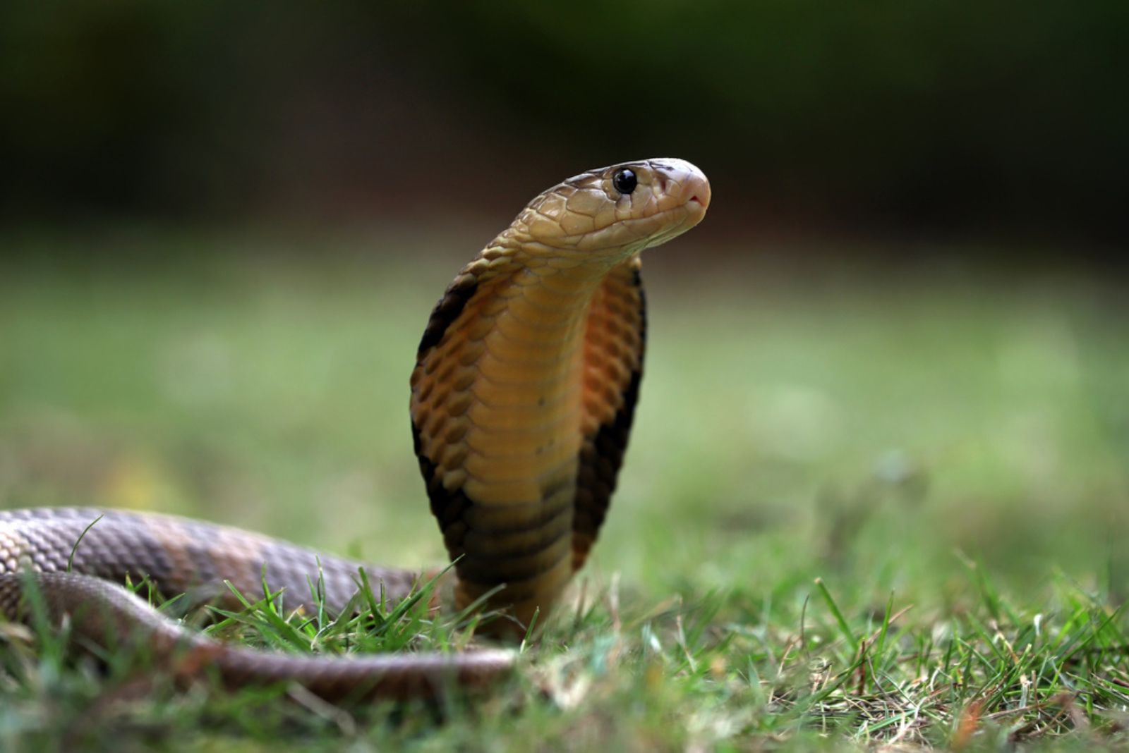 King Cobra snake