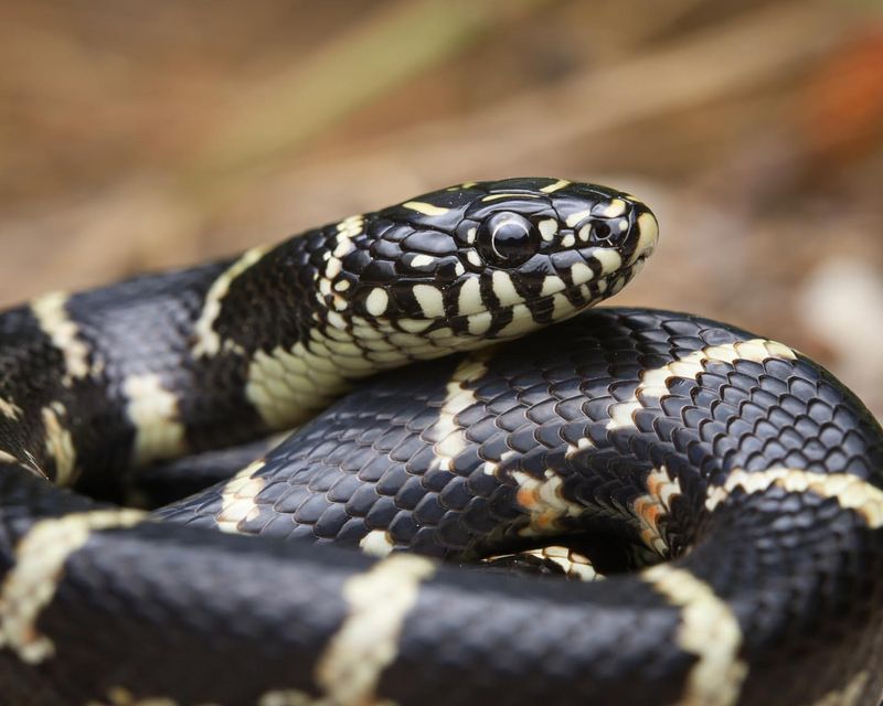 Kingsnake