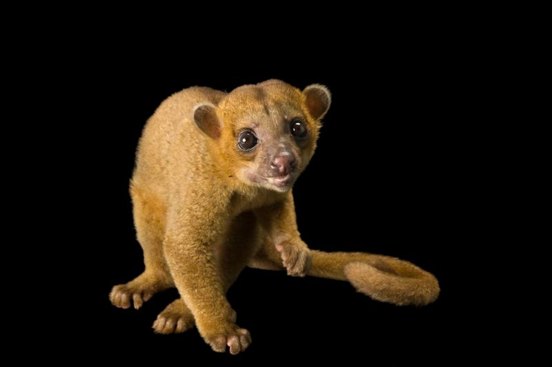 Kinkajou