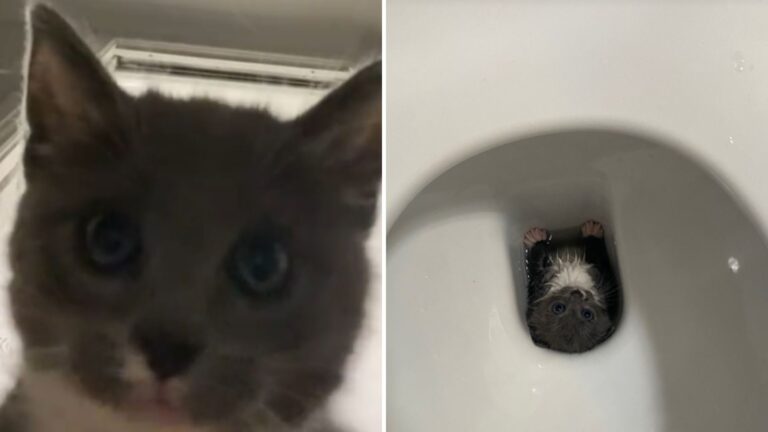 funny cat in toilet