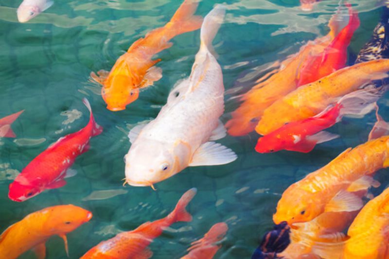 Koi Fish