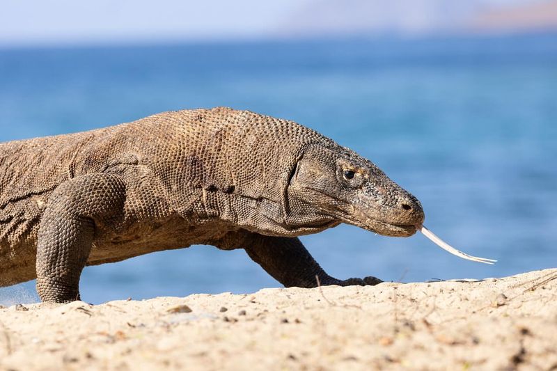 Komodo Dragon