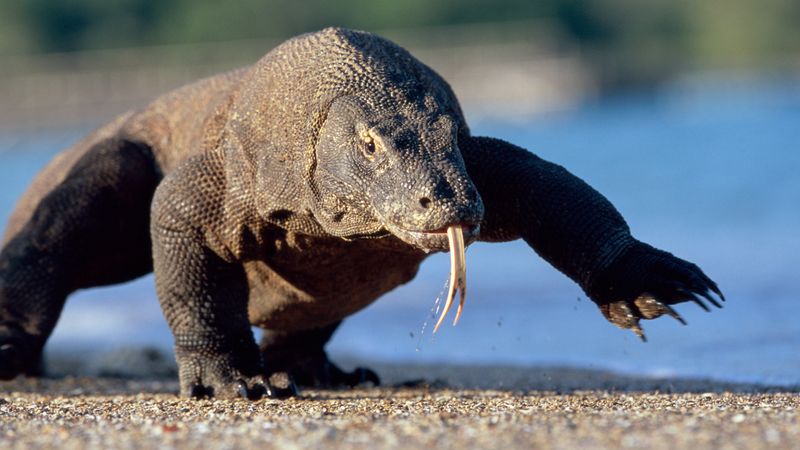 Komodo Dragon