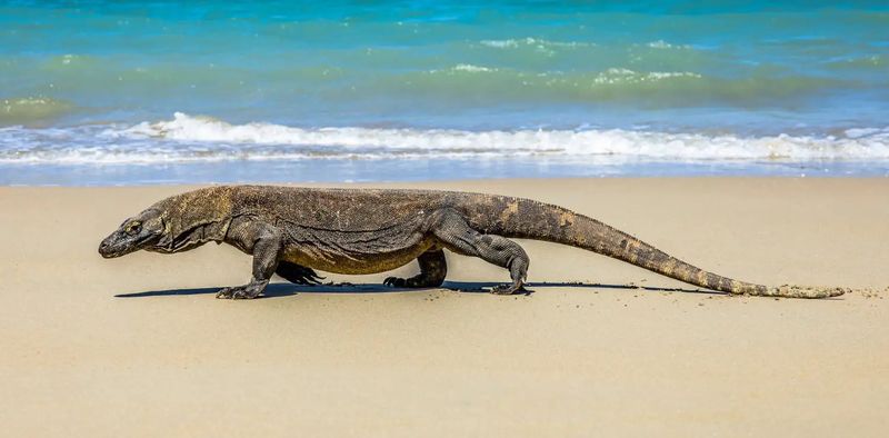 Komodo Dragons