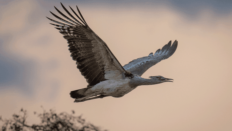 Kori Bustard