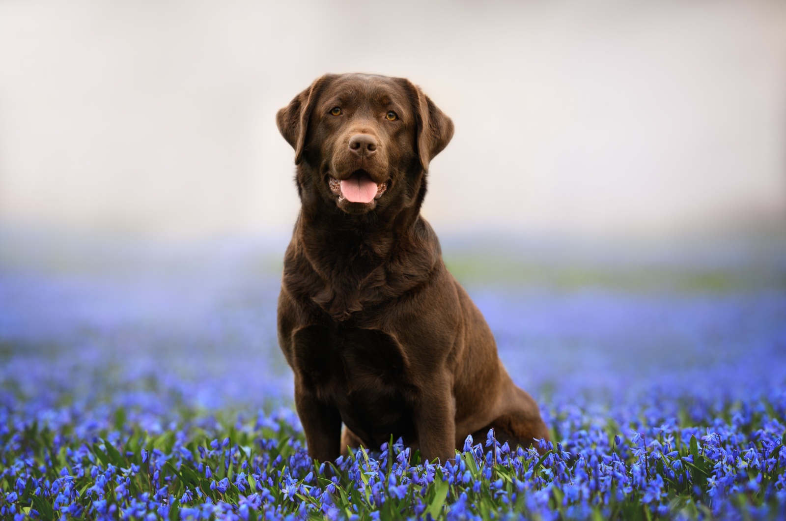 Labrador Retriever posing for picture