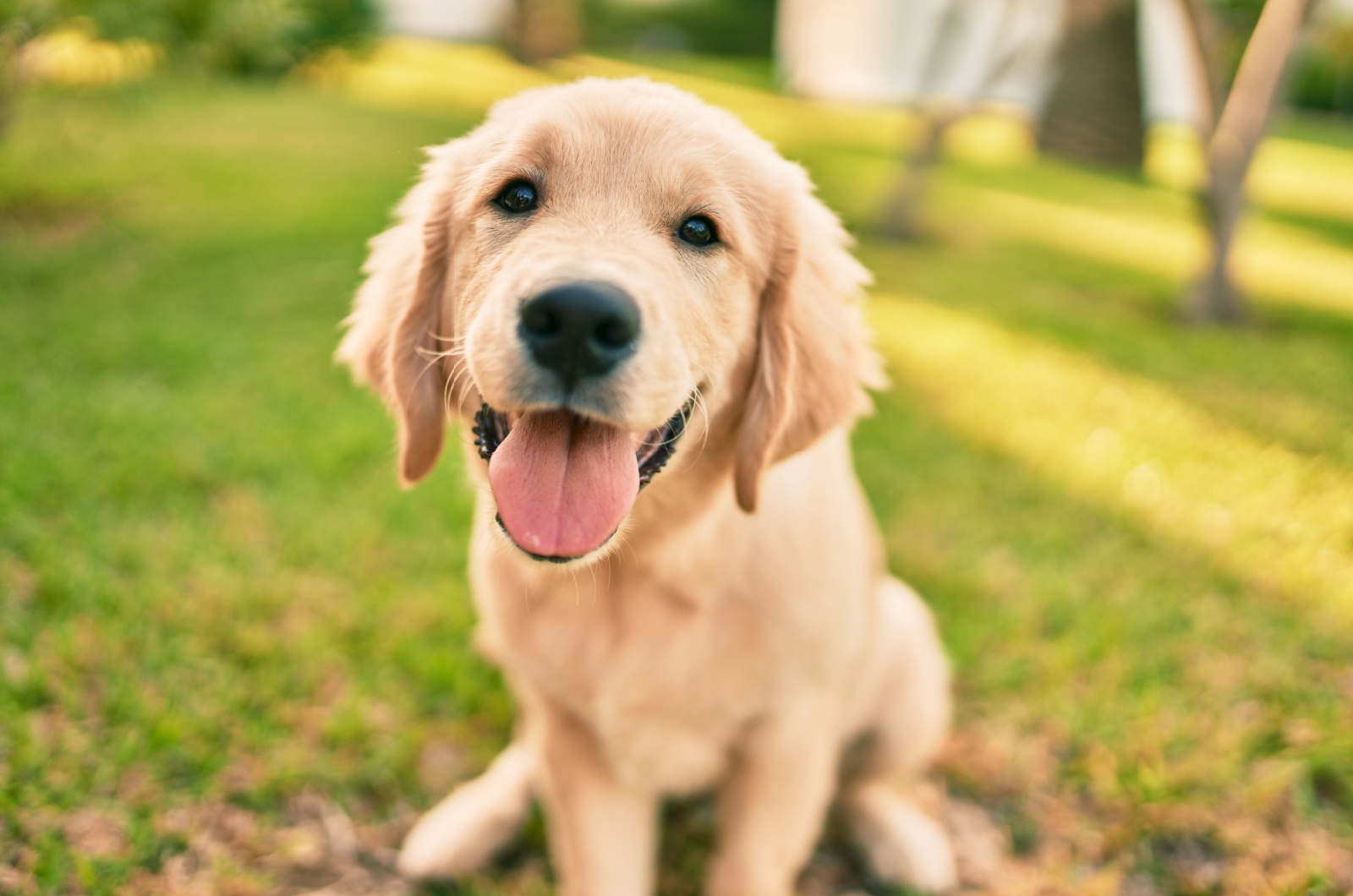 Labrador Retriever puppy