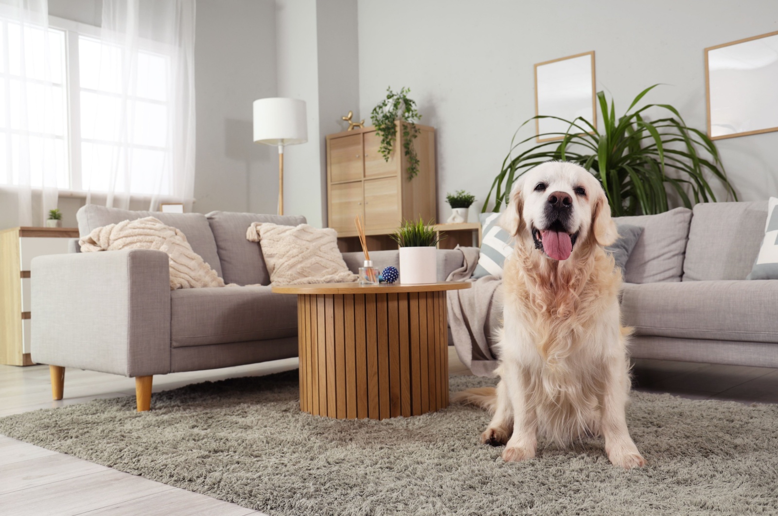 Labrador Retriever sitting in house