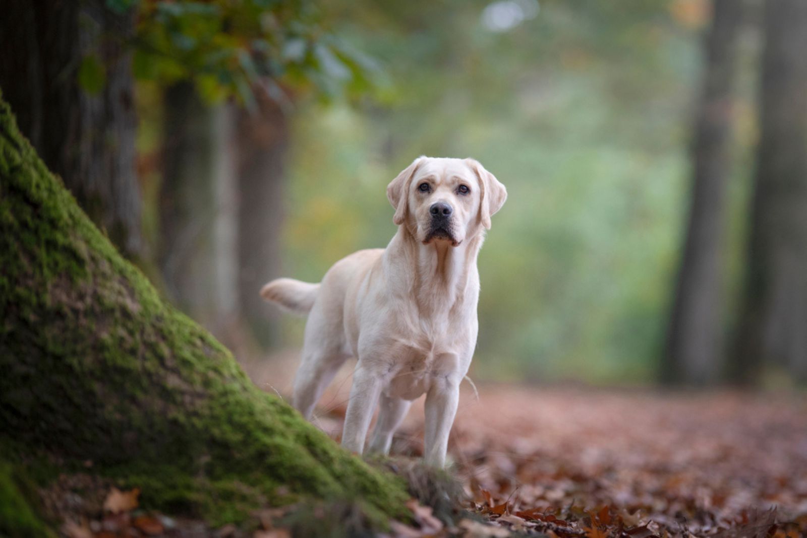 Labrador Retriever