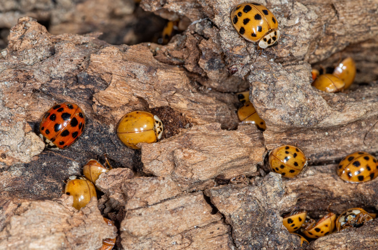 Ladybugs